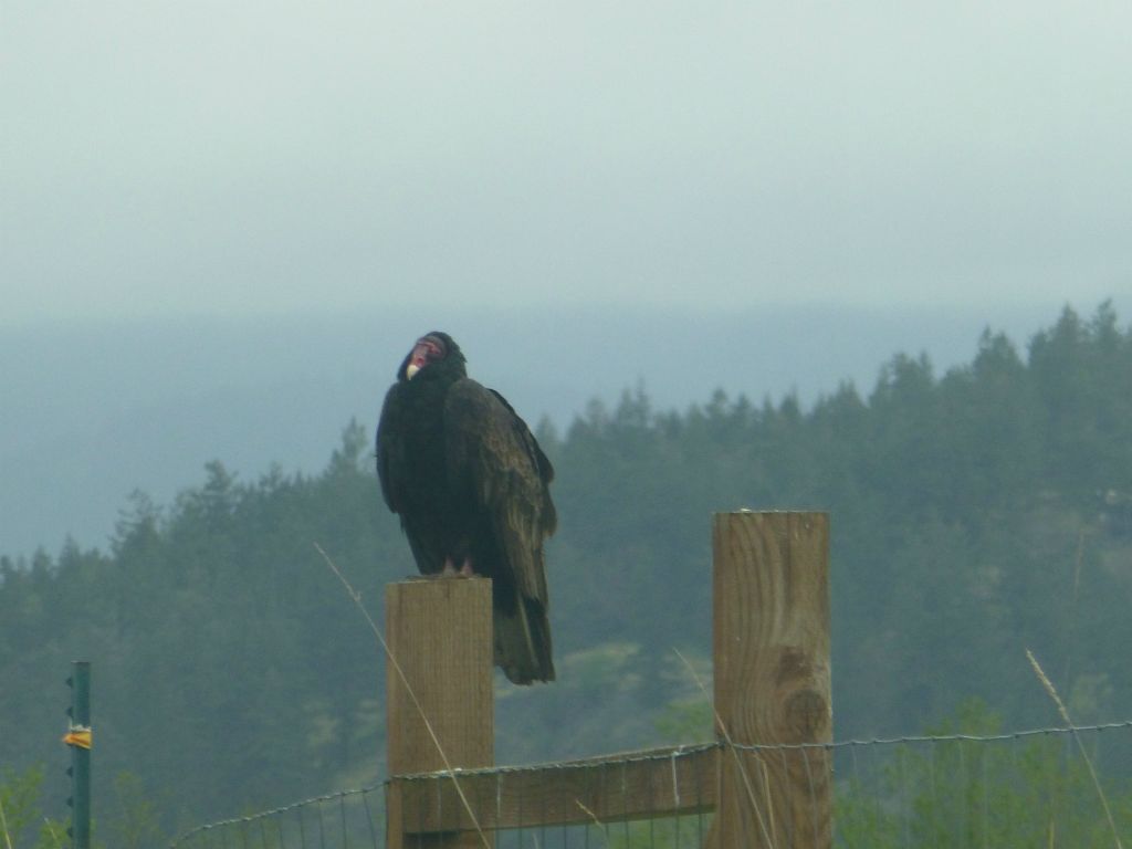 lopez island turkey vulture