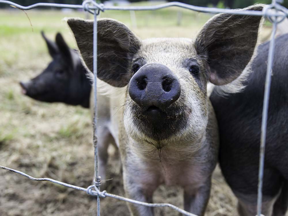 lopez island S&S Farm pigs organic livestock pork