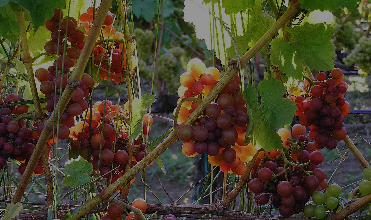 lopez island wine wines vintage winery vineyard organically grown organic