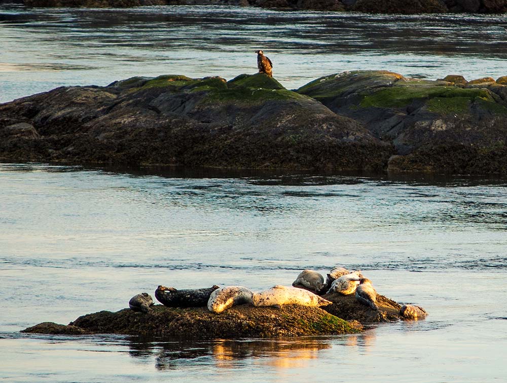 lopez island karlena pickering wildlife seal sealions beach tide