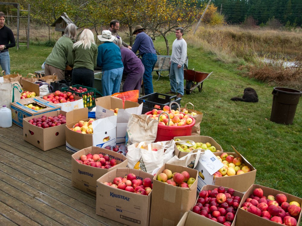 lopez island apple harvest farm farming cider press